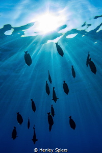 Surgeonfish Silhouettes by Henley Spiers 
